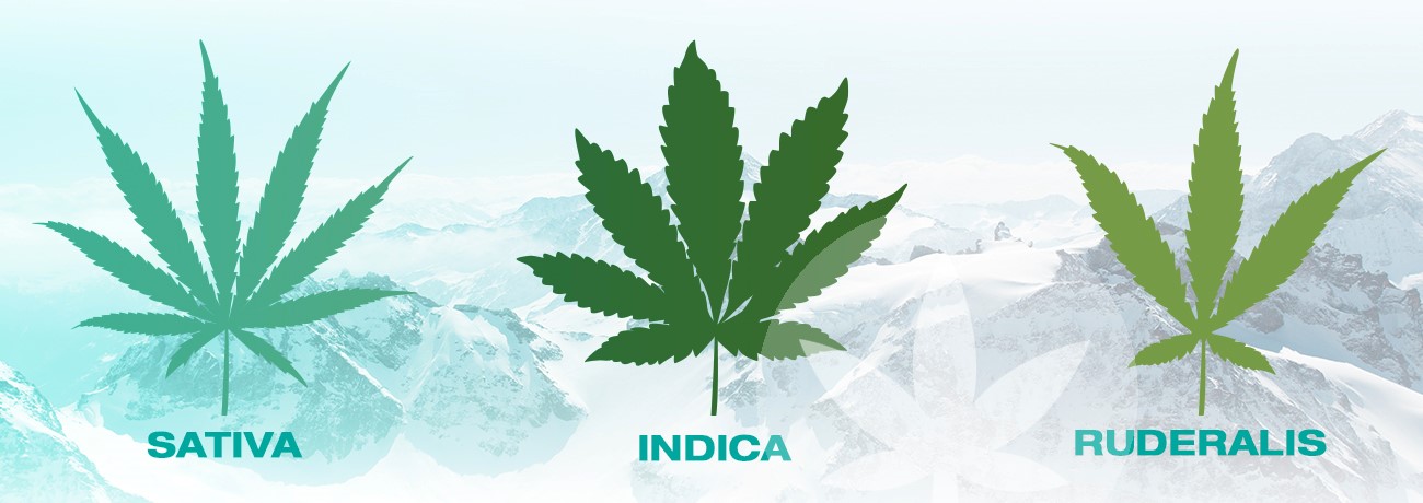 illustratie van sativa, indica en ruderalis