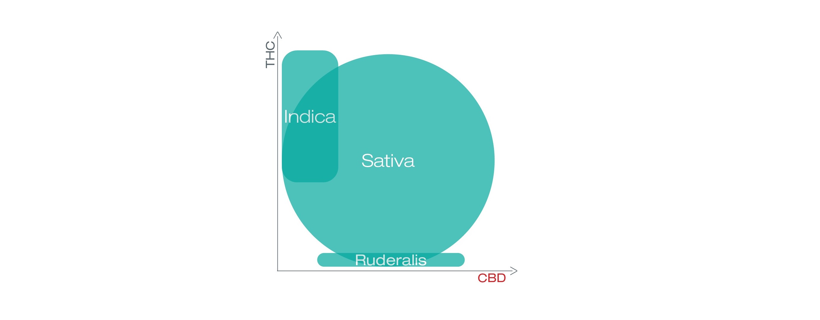 diagram met THC en CBD in sativa, indica en ruderalis