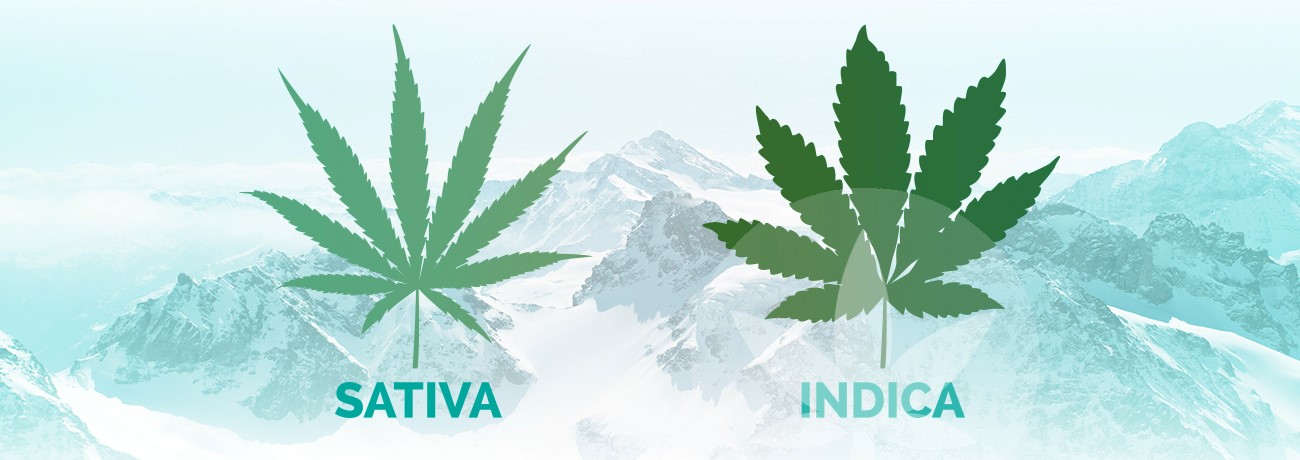 bladeren van indica en sativa