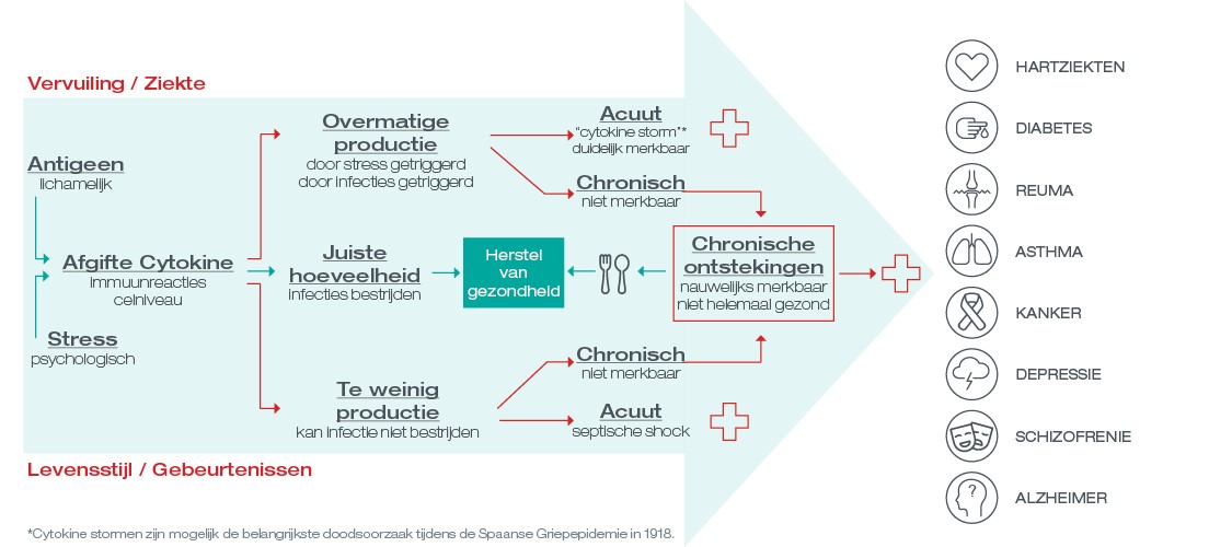 chronische inflammatie infographic