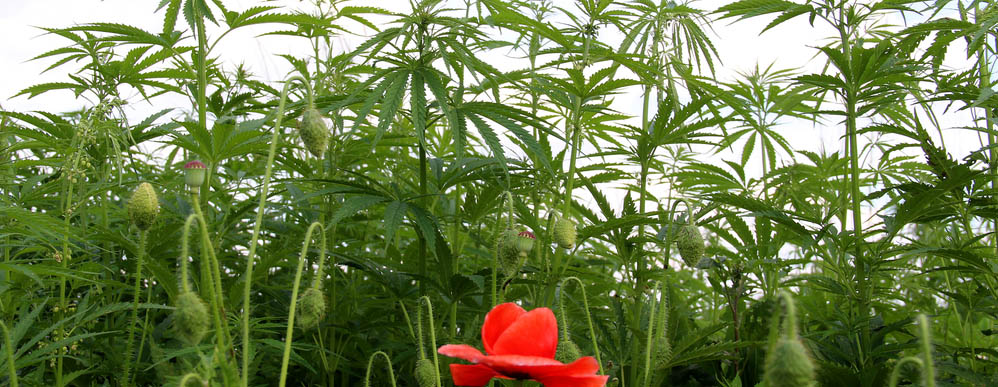 Het verschil tussen CBD en CBDA
