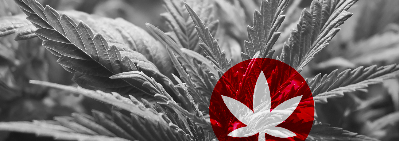 History of CBD