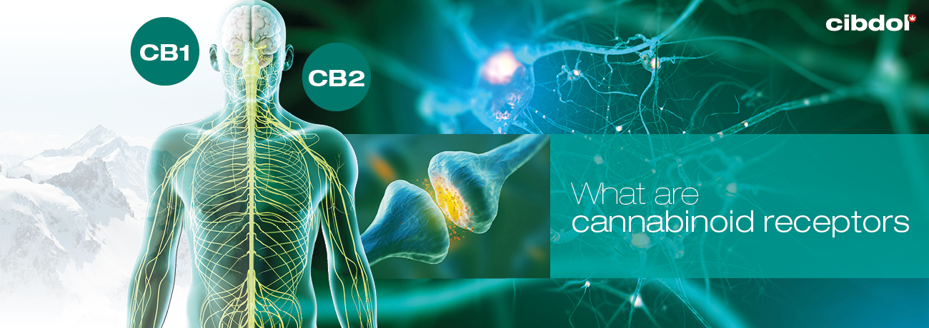 Wat zijn cannabinoïde receptoren?