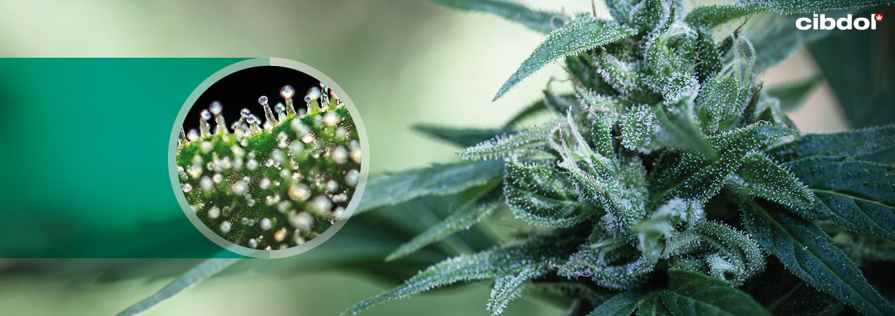 Hoe maakt de cannabisplant cannabinoïden aan?