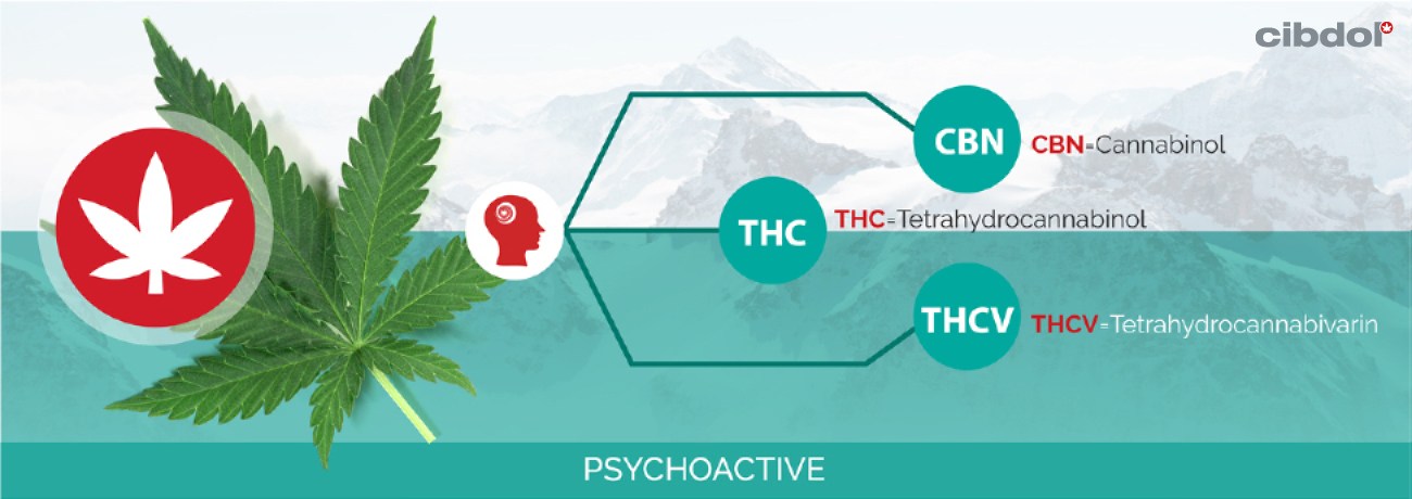 Wat is THC (tetrahydrocannabinol)?