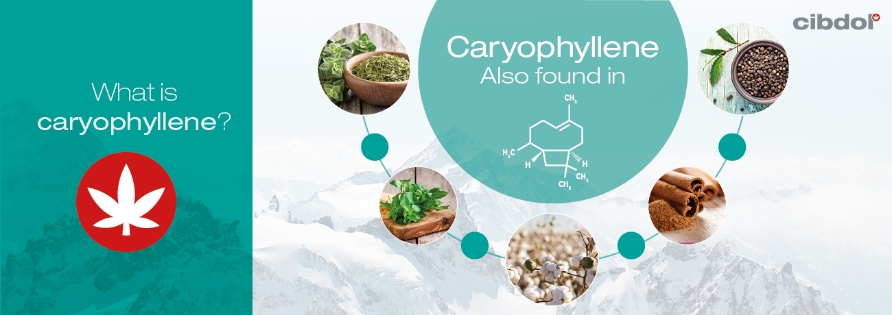 Wat is caryofylleen?