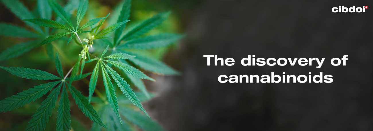 Wanneer zijn cannabinoïden ontdekt?