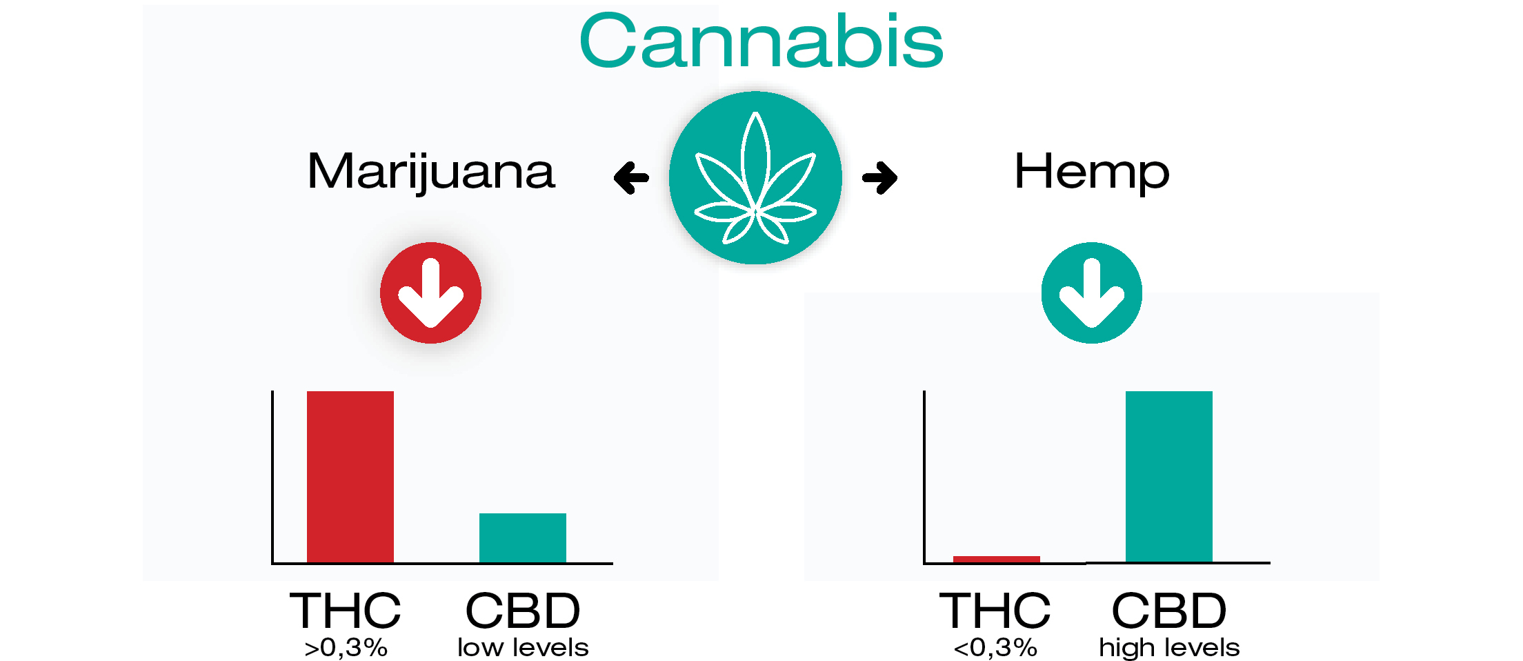 Waar komen CBD en THC vandaan?