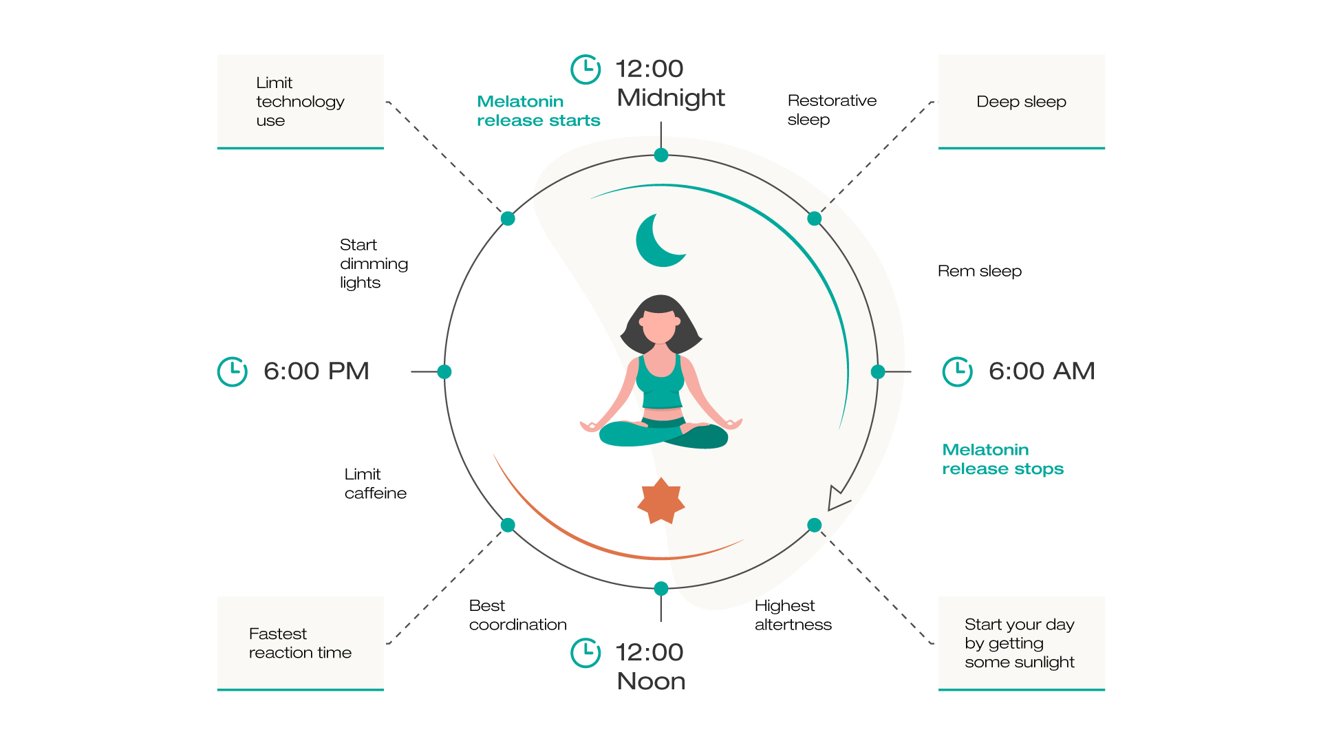 Circadiane ritme infographic