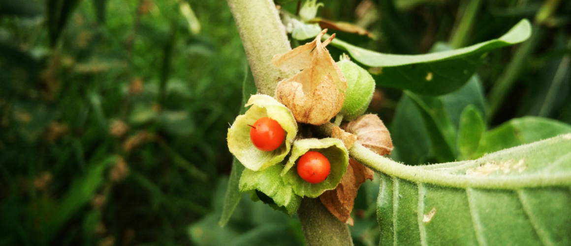 Neemt u ashwagandha 's avonds of 's ochtends?