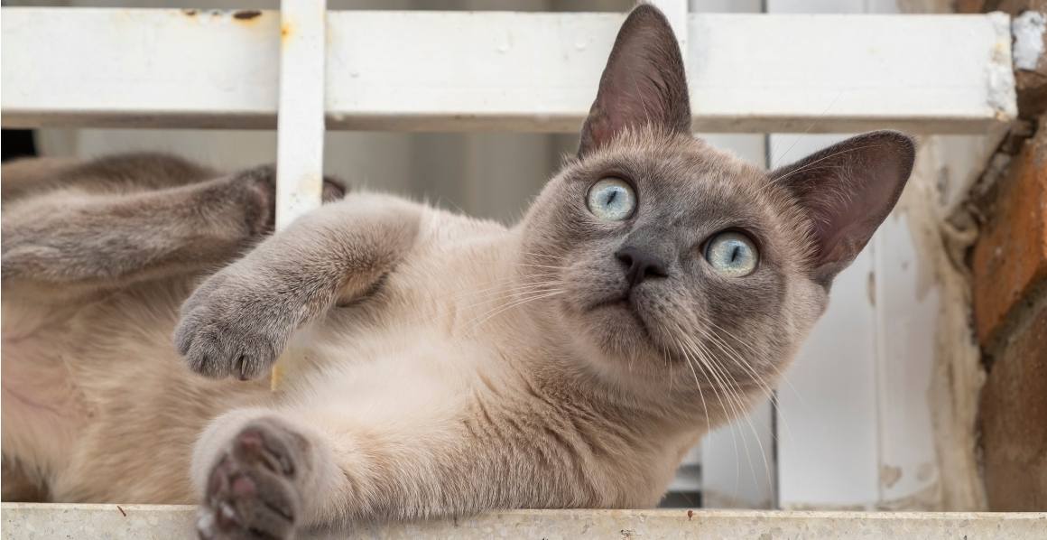 Raad dierenartsen CBD-olie voor katten aan