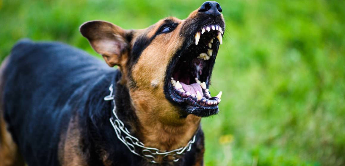 Helpt cbd voor honden bij agressie?