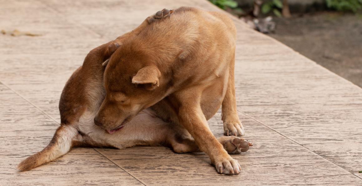 CBD voor honden met jeuk