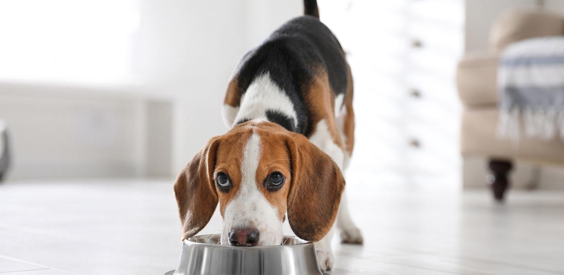 CBD voor honden tegen eetlust