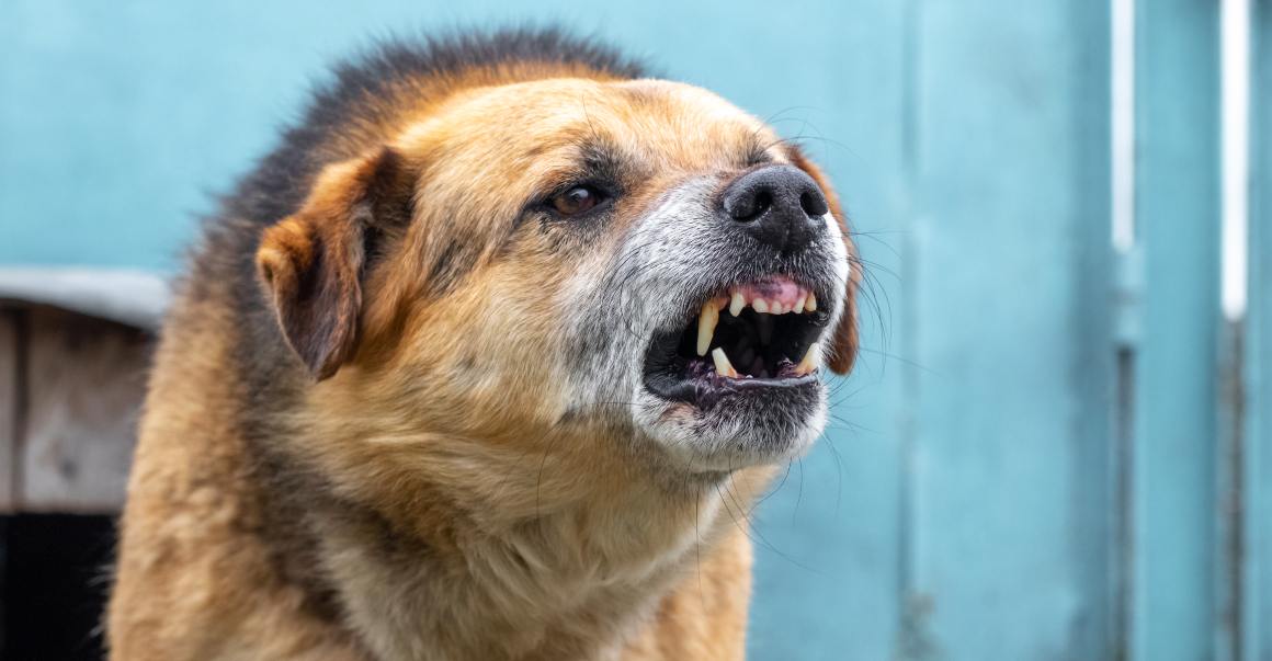 CBD voor honden tegen blaffen