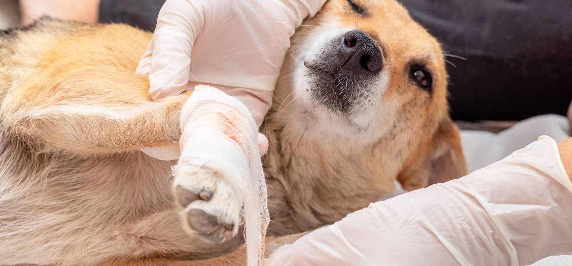 Helpt cbd voor honden bij ontstekingen?