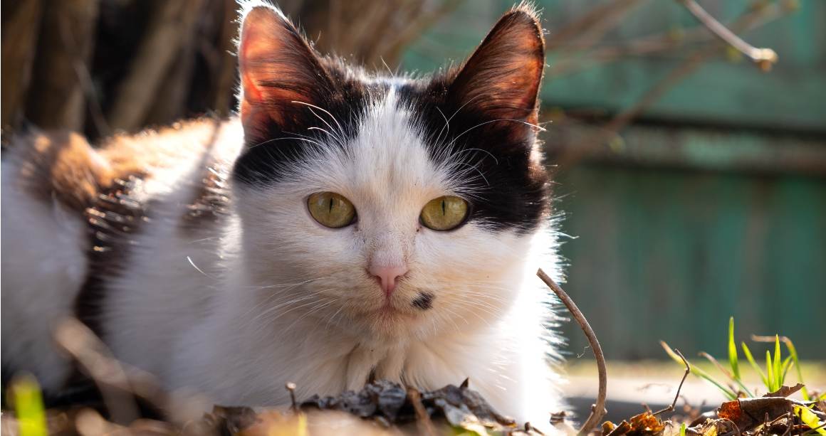 Kan CBD-olie katten helpen met jeuk