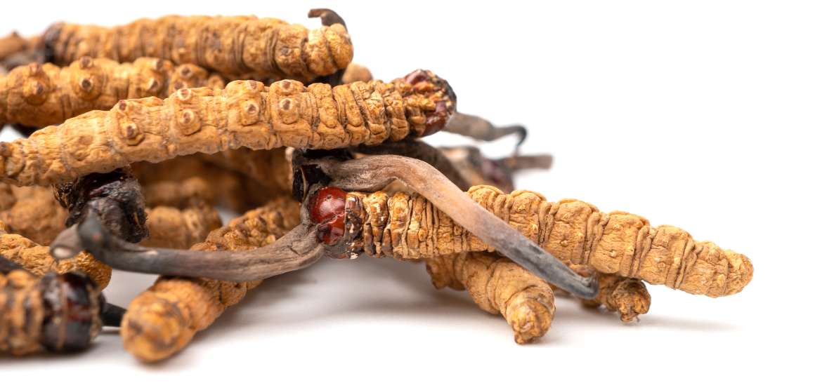 Kunt u elke dag cordyceps nemen?