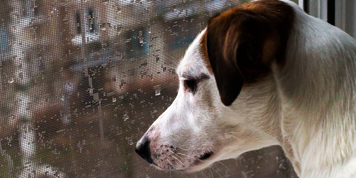 Helpt cbd honden met verlatingsangst?