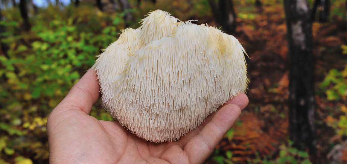 Potential Health Benefits of Lion's Mane Mushroom