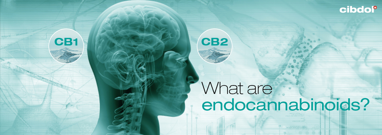 Wat zijn endocannabinoïden?