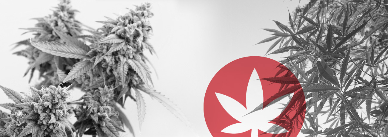 Het Verschil Tussen Cannabis en Hennep 