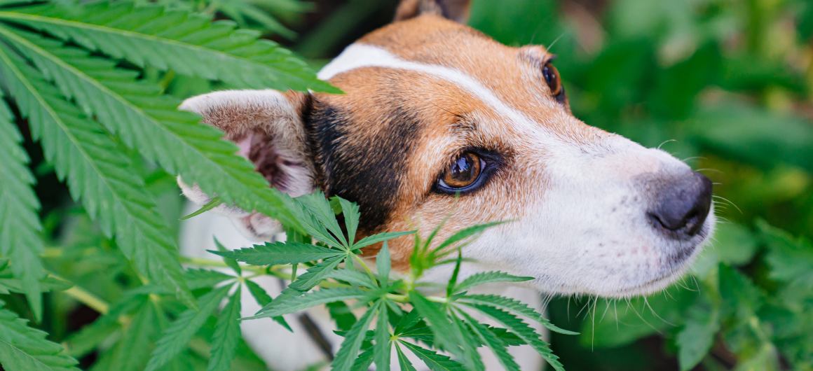 Hennepolie vs CBD-olie voor honden: Wat is het verschil en wat is het beste?