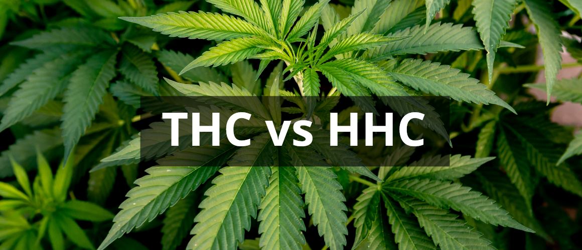 HHC vs THC: Hoe zijn deze cannabinoïden te vergelijken?