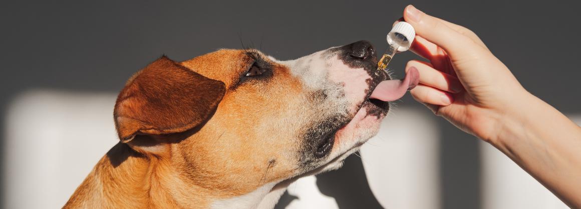 CBD: Olie & traktaties voor honden & katten