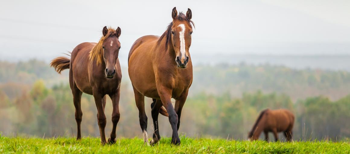 CBD-olie voor paarden: voordelen en dosering