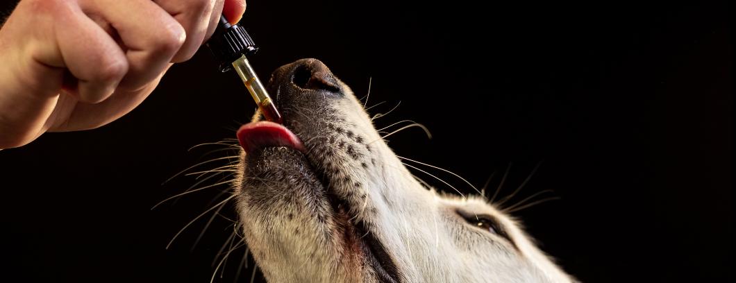 CBD-olie voor honden